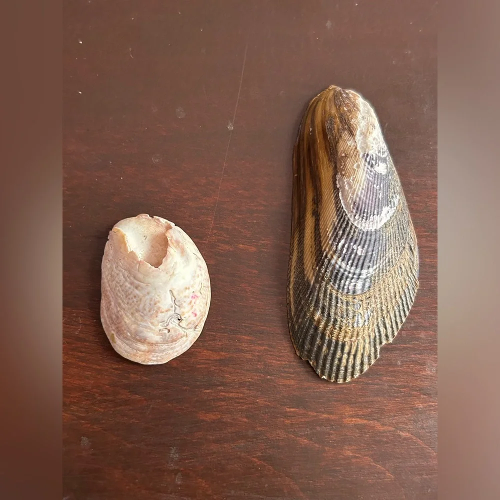 Assorted Seashell Collection - Picture 3 of 4